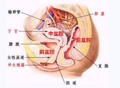 產(chǎn)后盆底康復(fù)，要不要做？