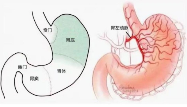 不開刀不吃藥不餓肚子，微創(chuàng)介入減肥靠譜嗎？